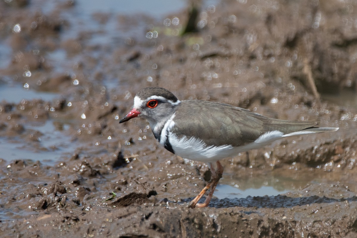 Three-banded Plover - ML418290551