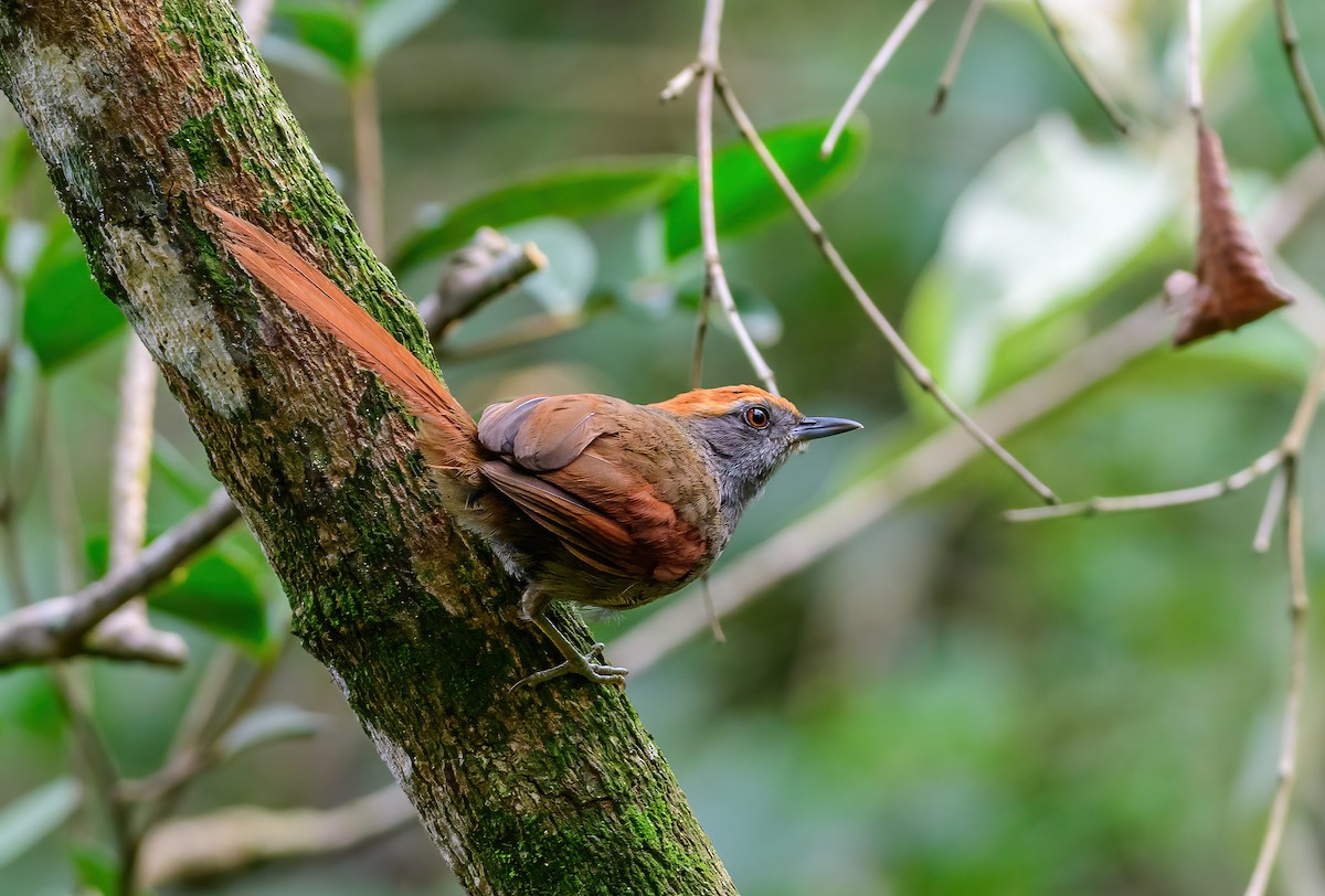 Rufous-capped Spinetail - ML418290851