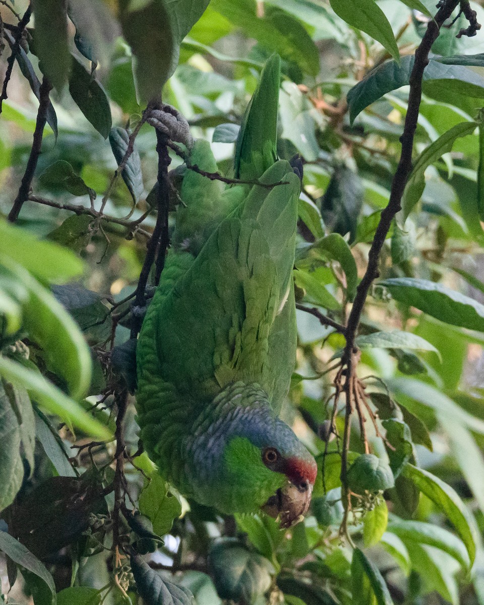 Lilac-crowned Parrot - ML418292021