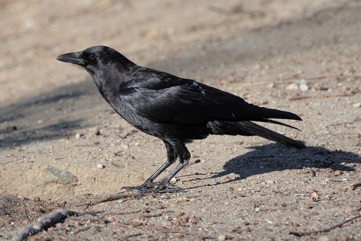 crow/raven sp. - ML418293111