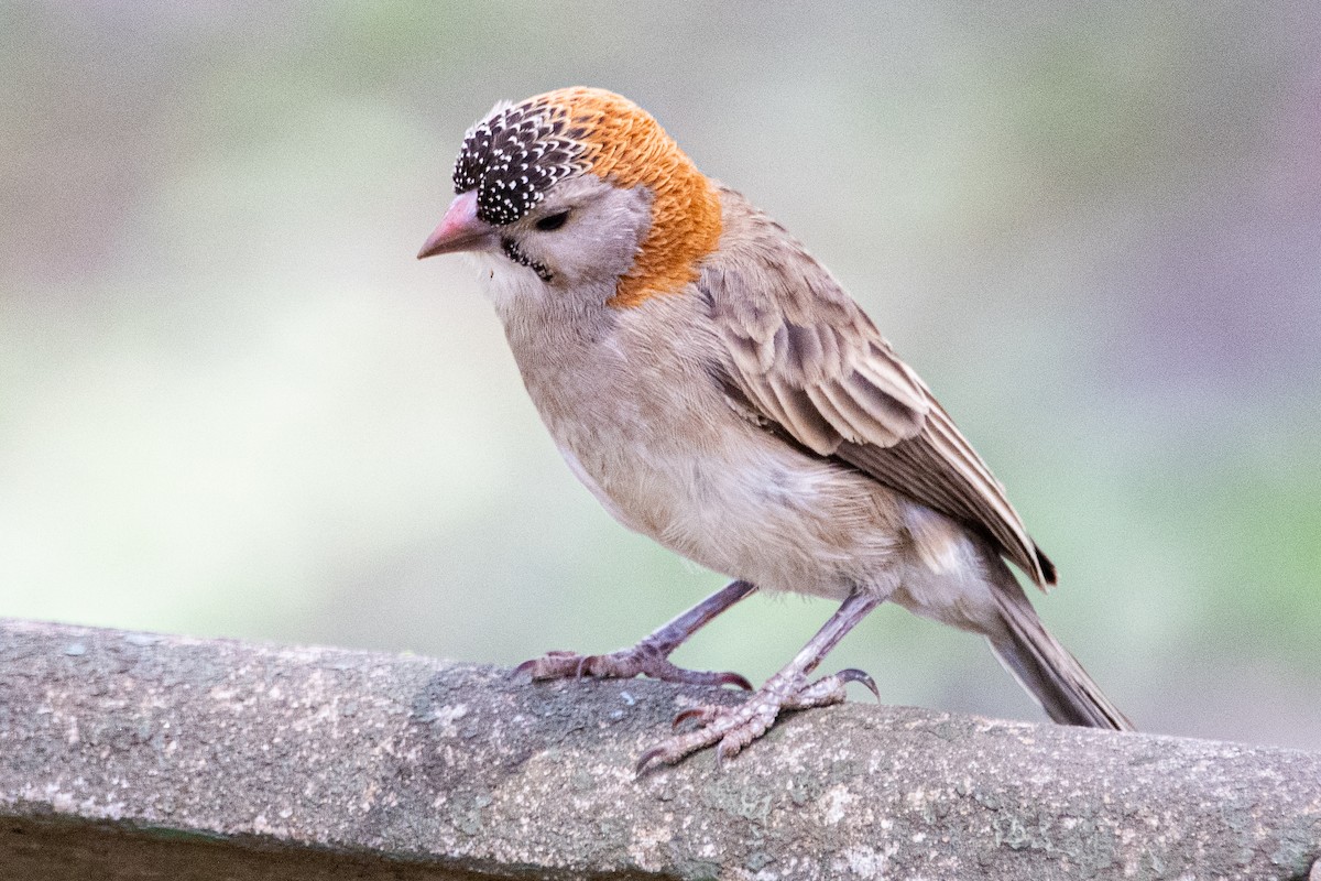 Speckle-fronted Weaver - ML418295021