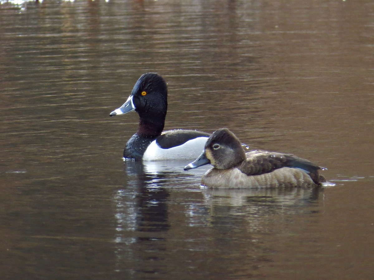 Ring-necked Duck - WS Barbour
