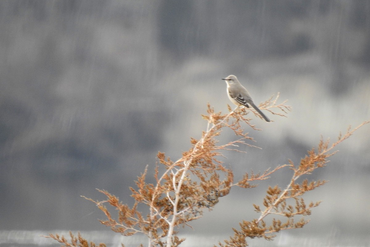 Great Backyard Bird Count Checklist 20 Feb 2022 Branched Oak SRA