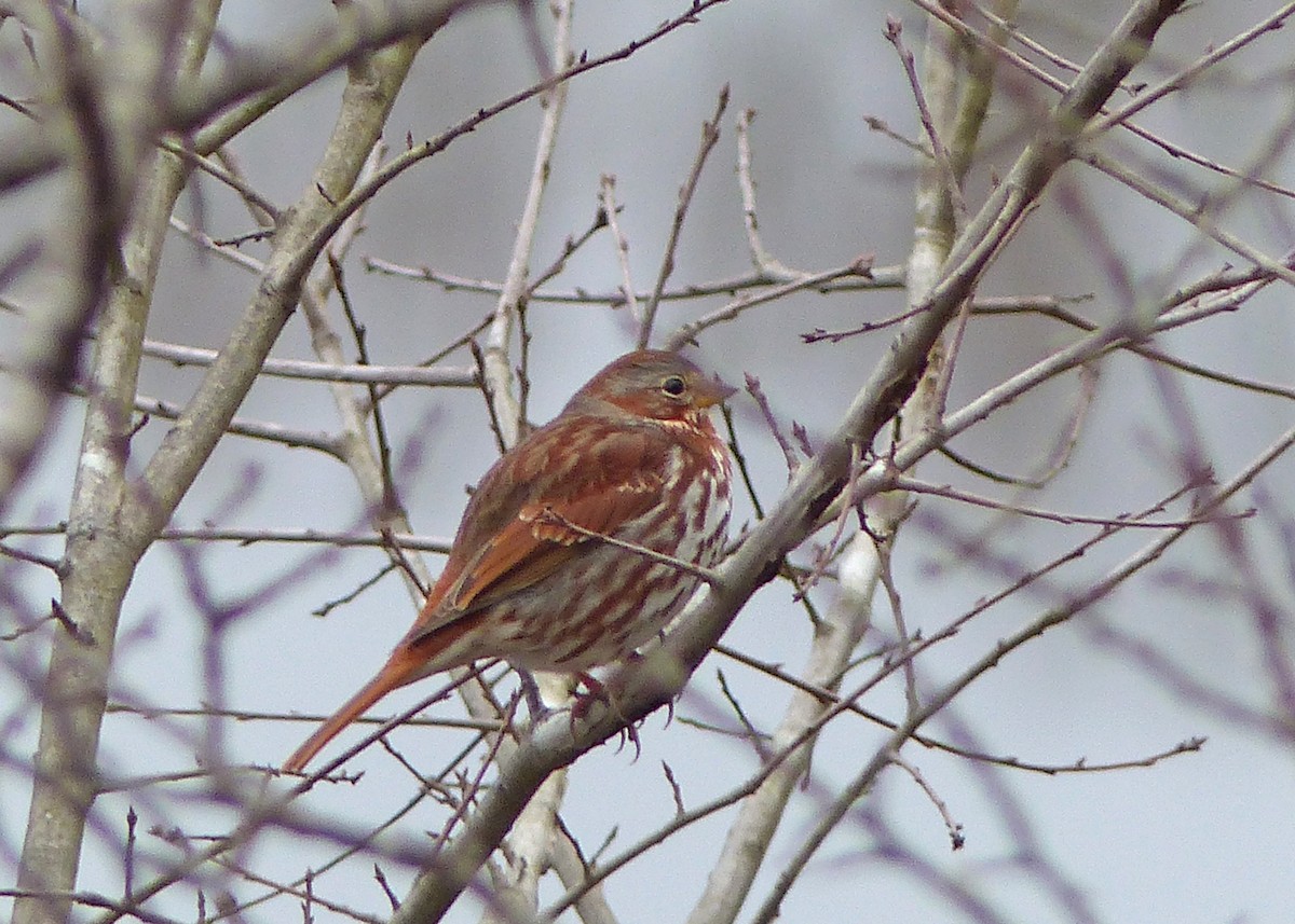 Fox Sparrow (Red) - ML418299171