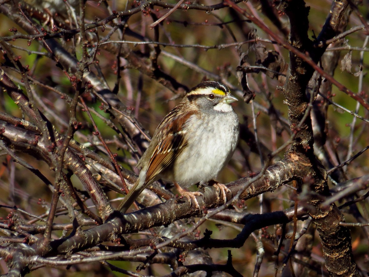 White-throated Sparrow - WS Barbour