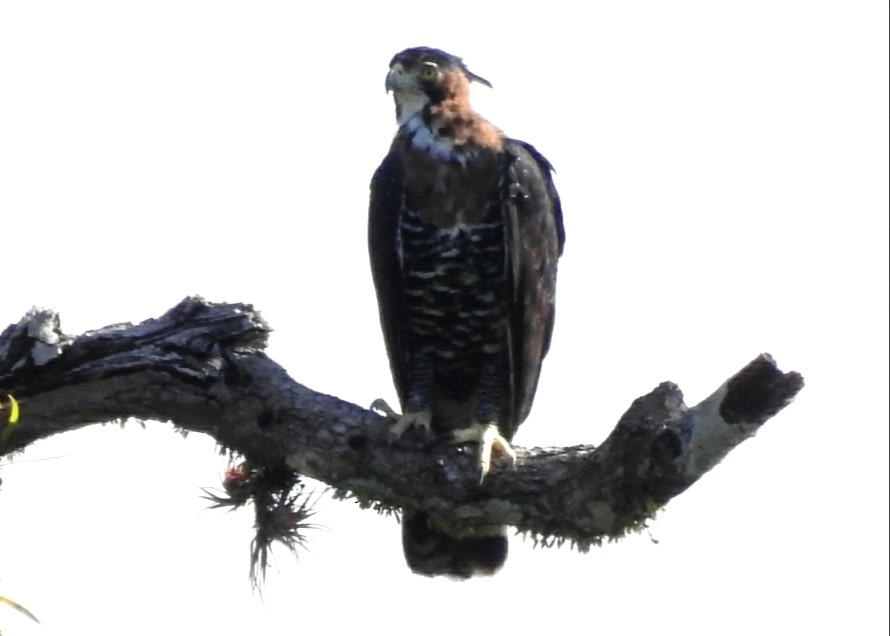Ornate Hawk-Eagle - Siyaj Chan Turismo Bio-arqueológico