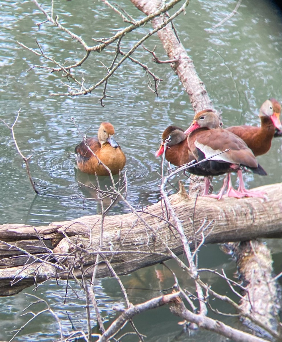 Fulvous Whistling-Duck - ML418317351