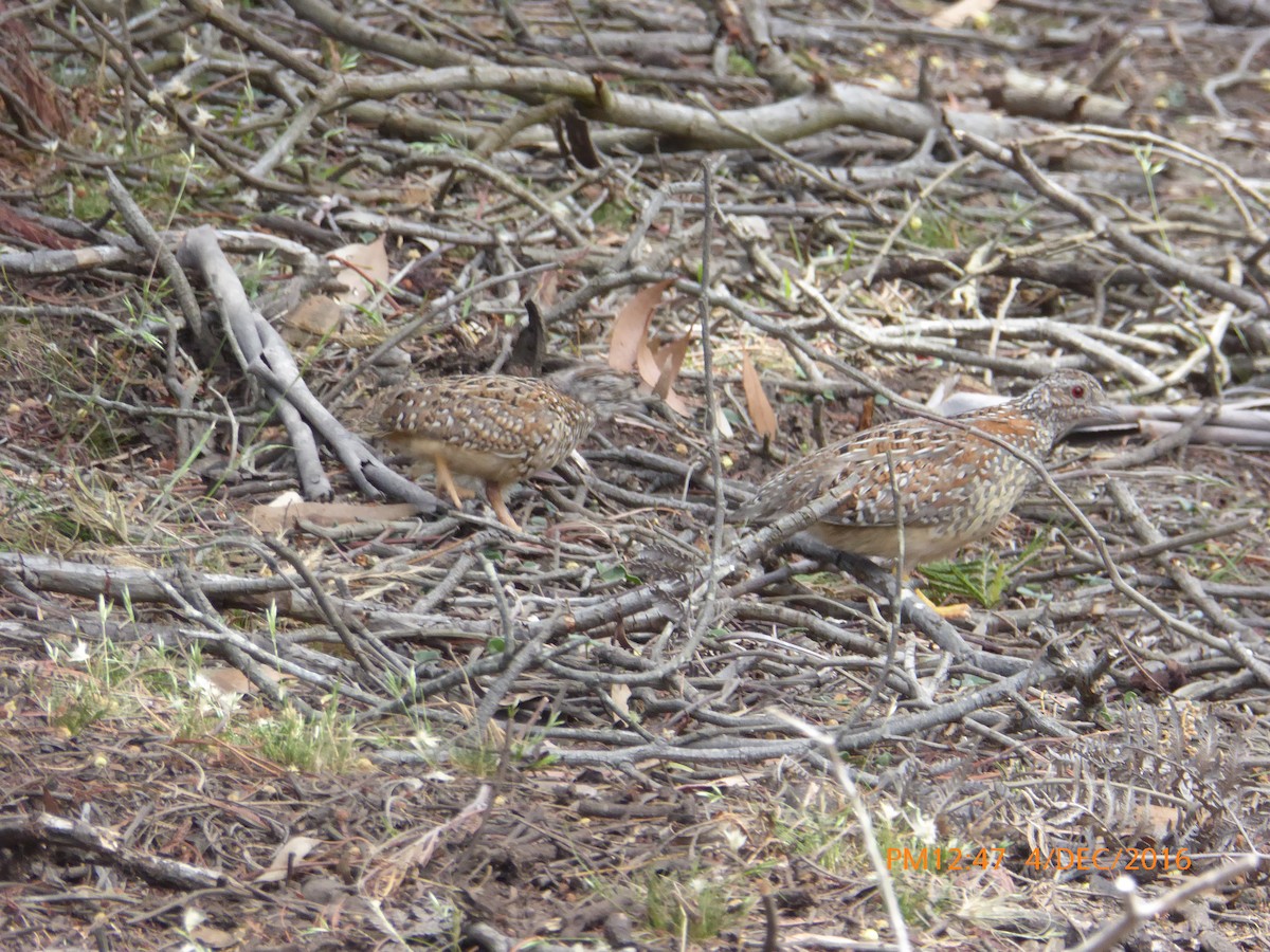 Painted Buttonquail - Norton Gill