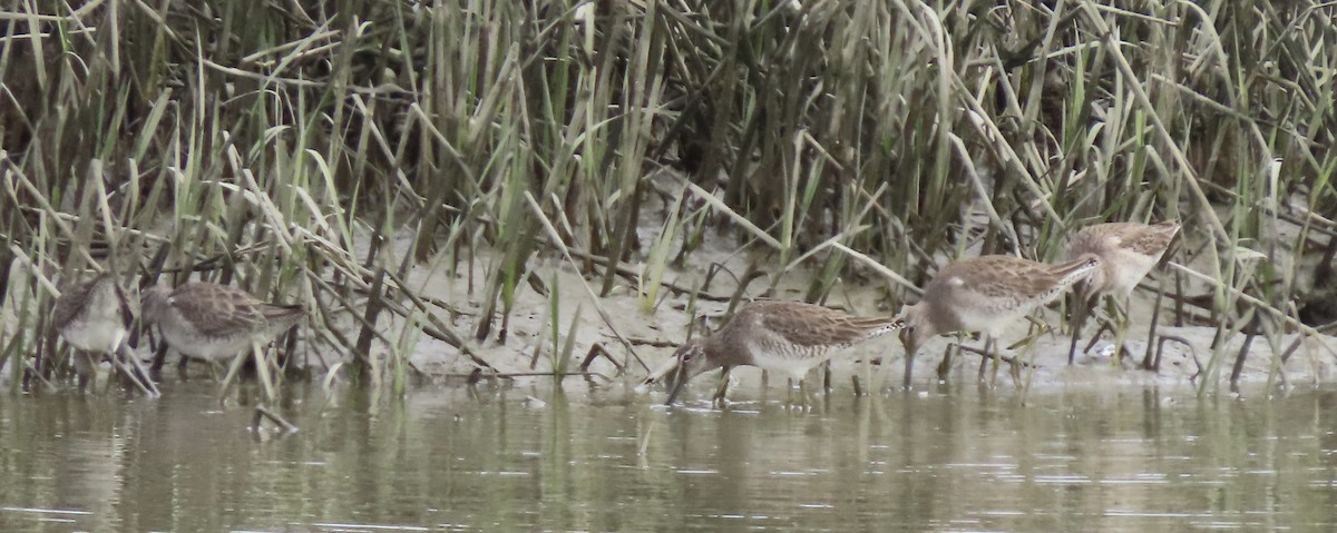 Long-billed Dowitcher - ML418318651