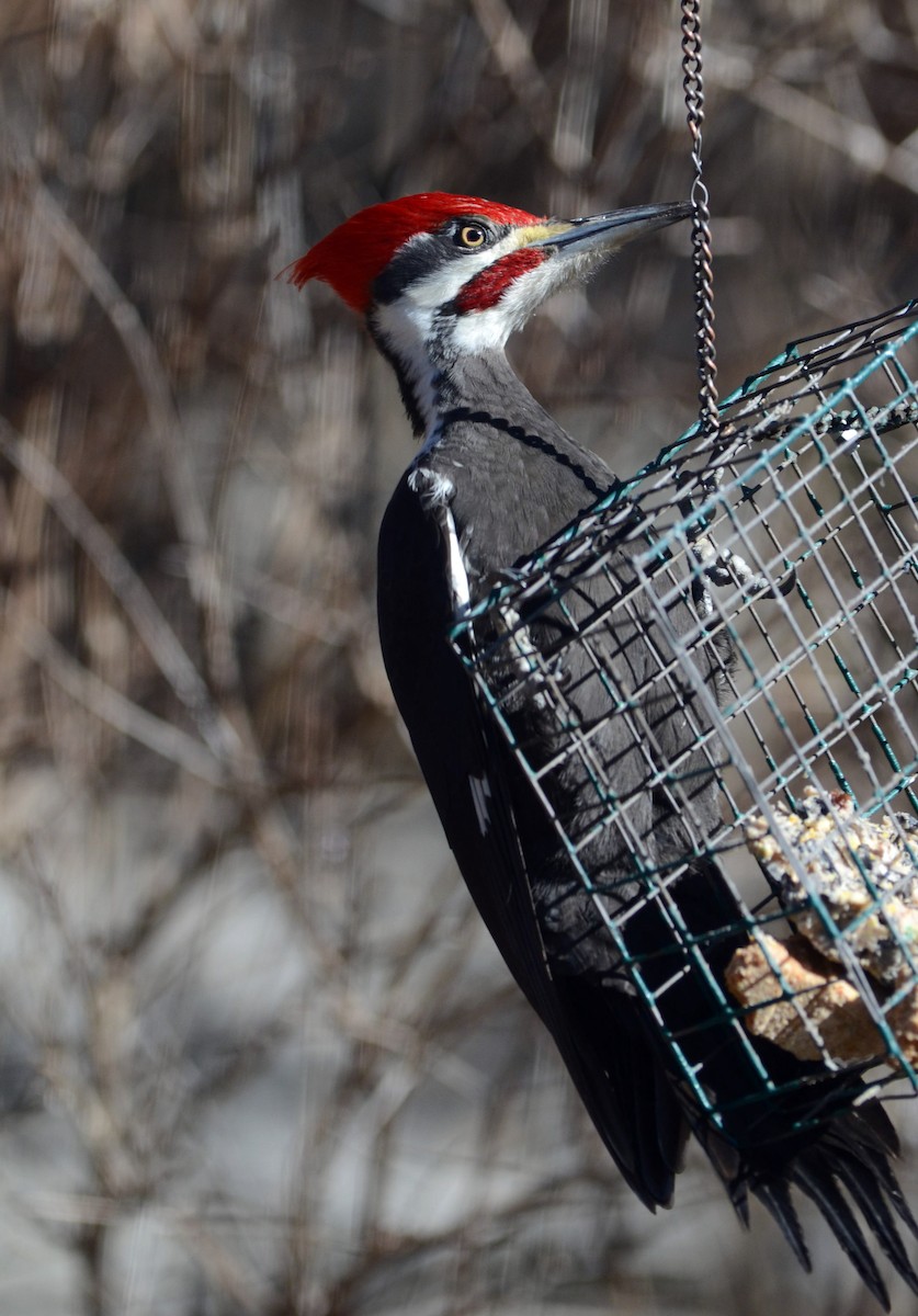 Pileated Woodpecker - ML418330571