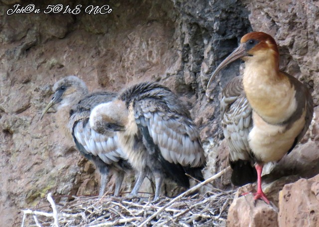 Nestling Andean Ibises undergoing Prejuvenile Molt (left) with Definitive Basic bird (right). - Andean Ibis - 