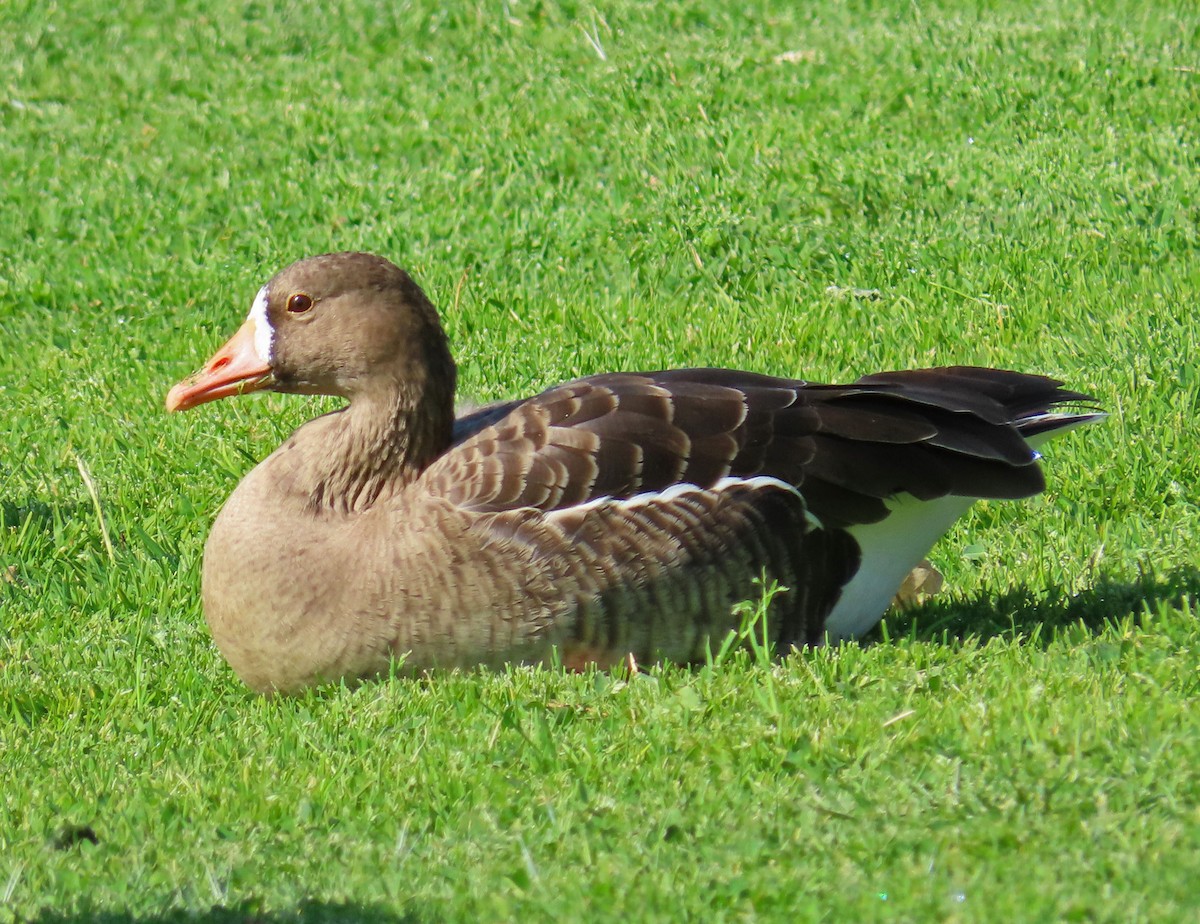 Greater White-fronted Goose - ML418336211