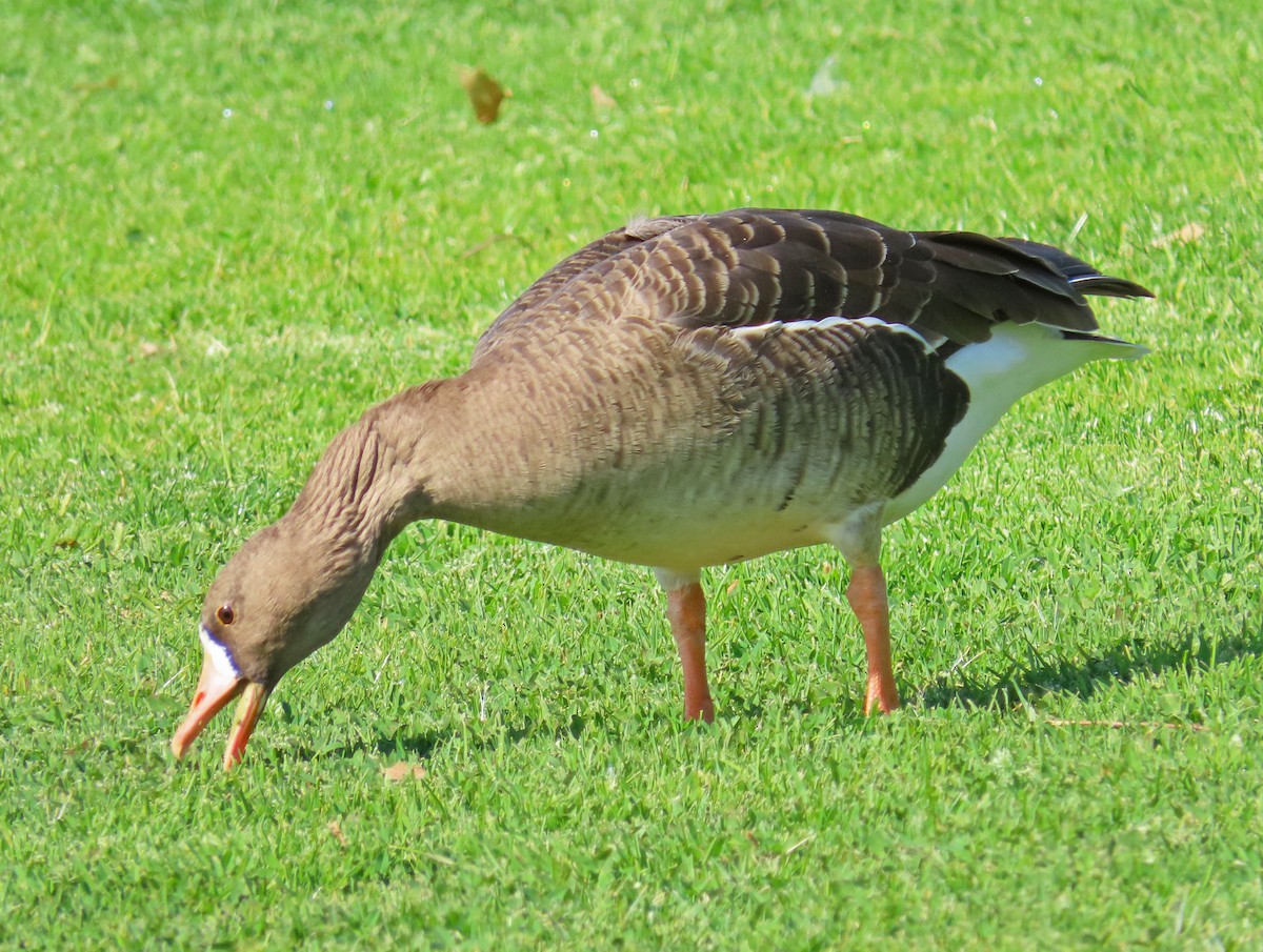 Greater White-fronted Goose - ML418336311