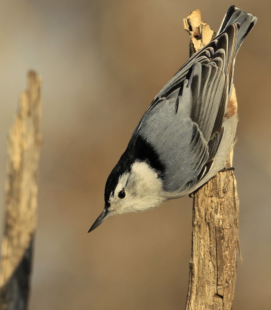 White-breasted Nuthatch - ML418337971