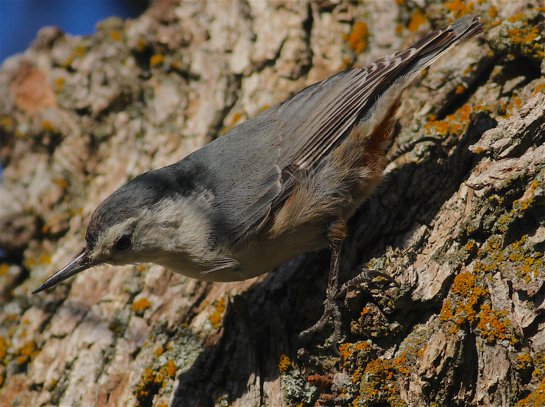 White-breasted Nuthatch - ML418339141