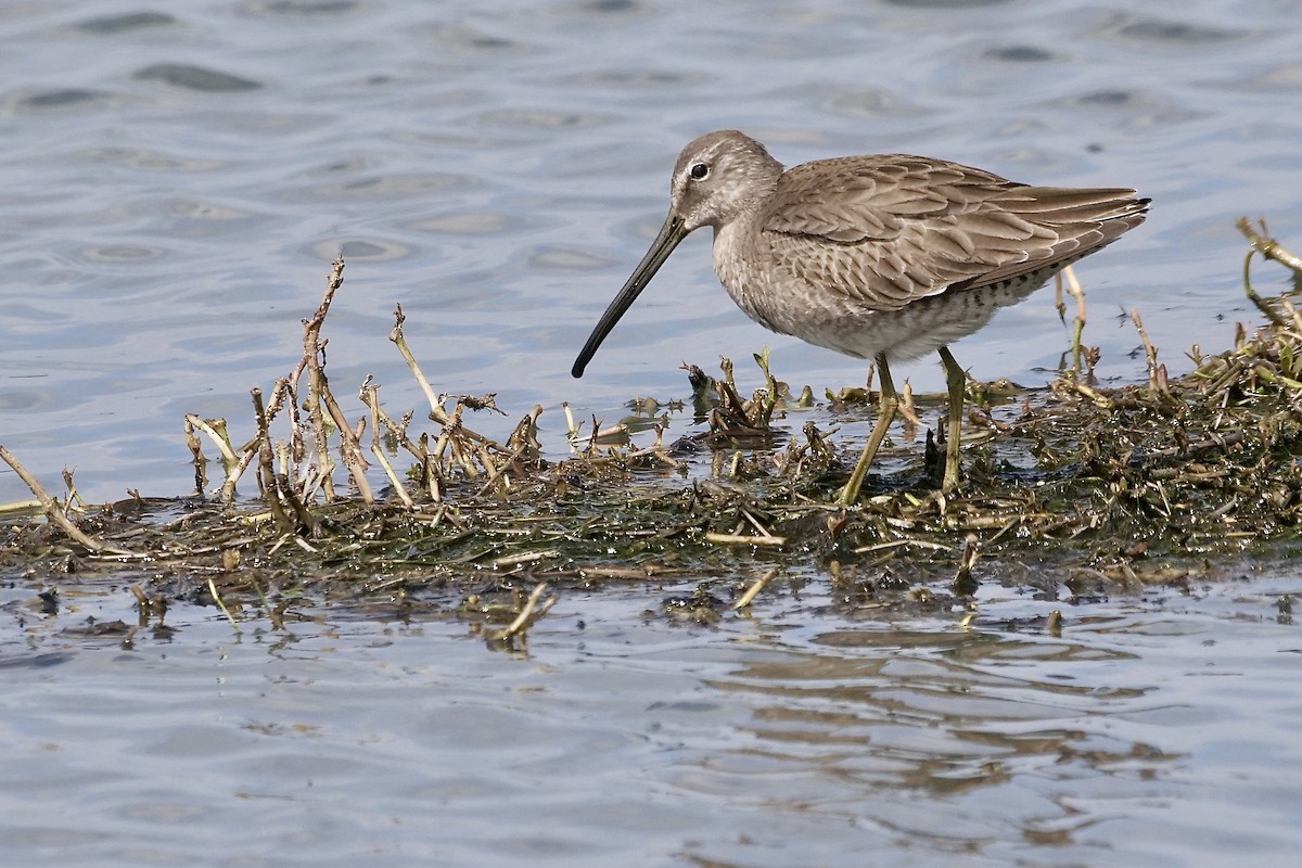 Long-billed Dowitcher - ML418341161