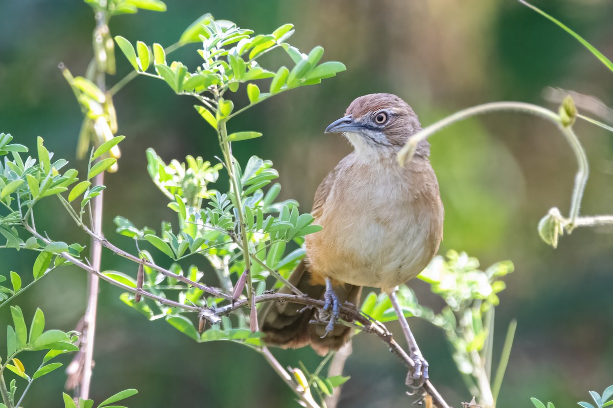 Moustached Grass-Warbler - ML418346761