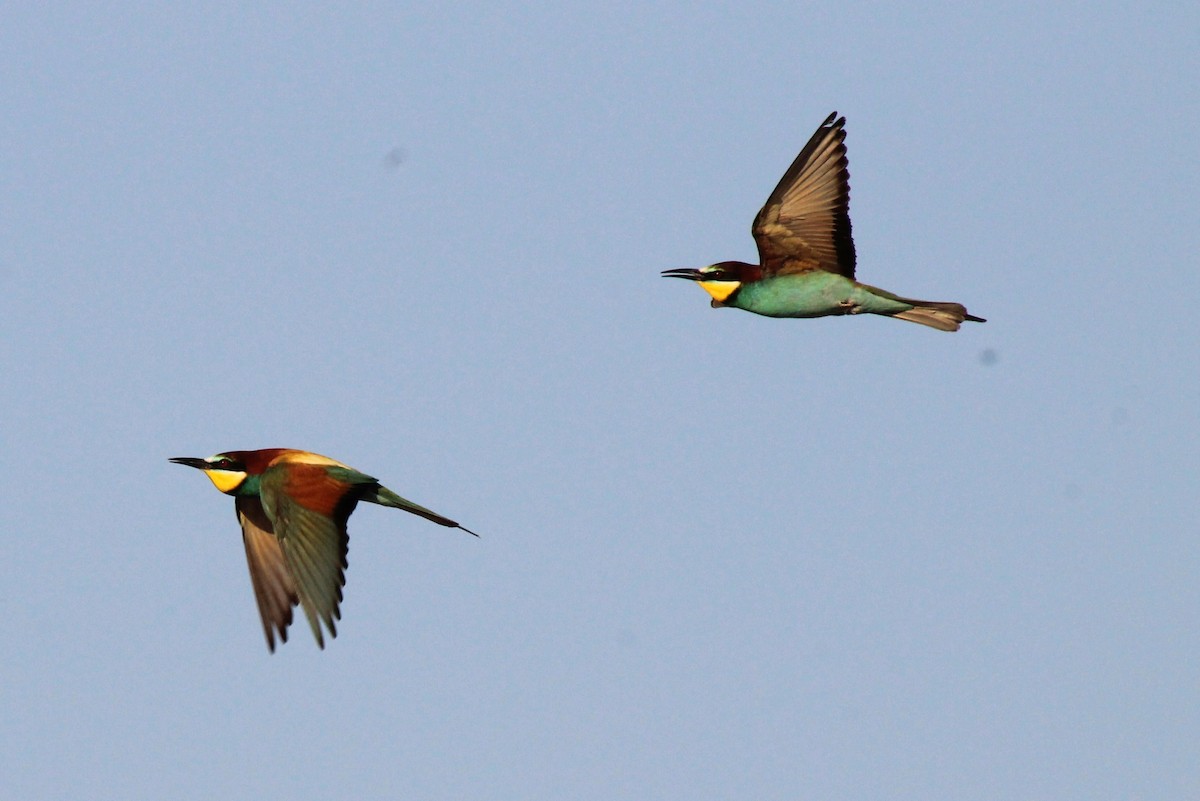 European Bee-eater - ML41835541