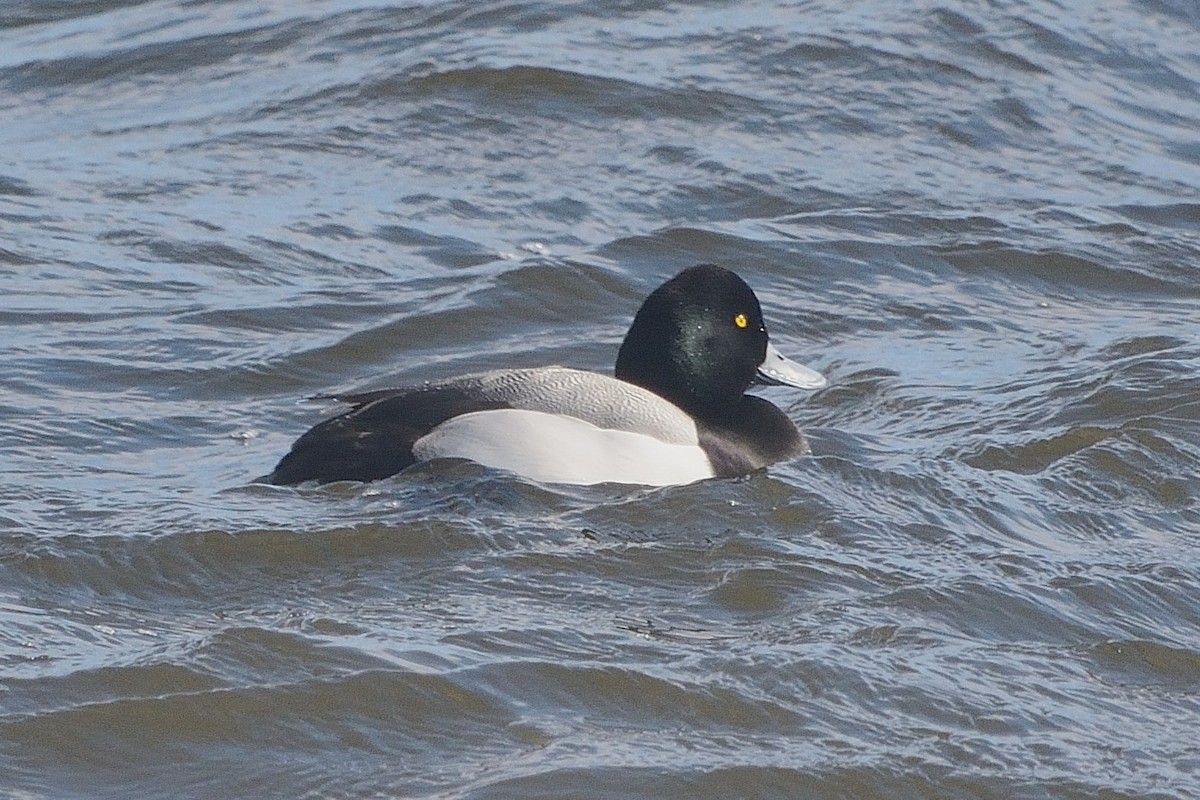Greater Scaup - ML418358281
