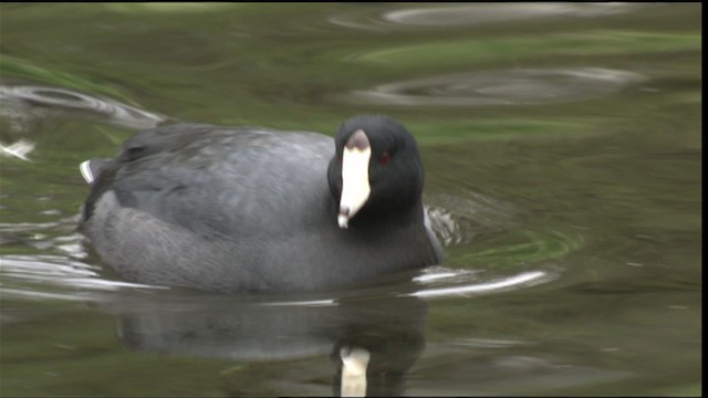 American Coot (Red-shielded) - ML418362