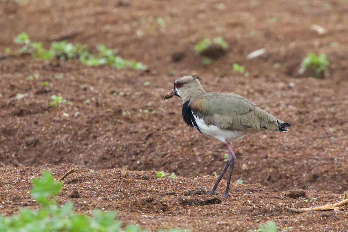 Southern Lapwing - Torin Waters 🦉