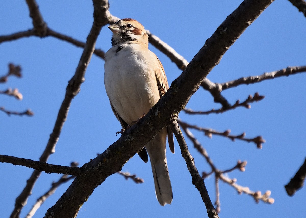 Lark Sparrow - Barbara Peck
