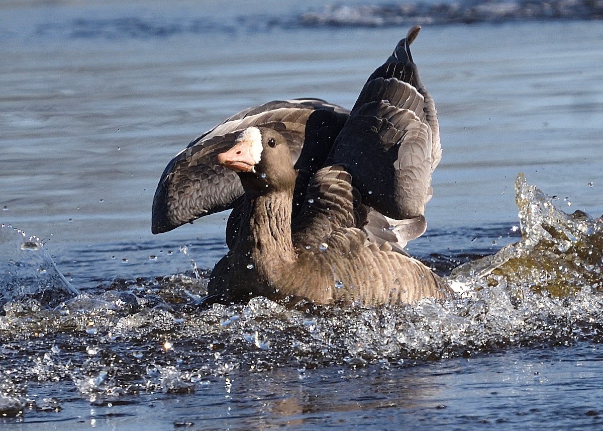 Greater White-fronted Goose - ML418364121