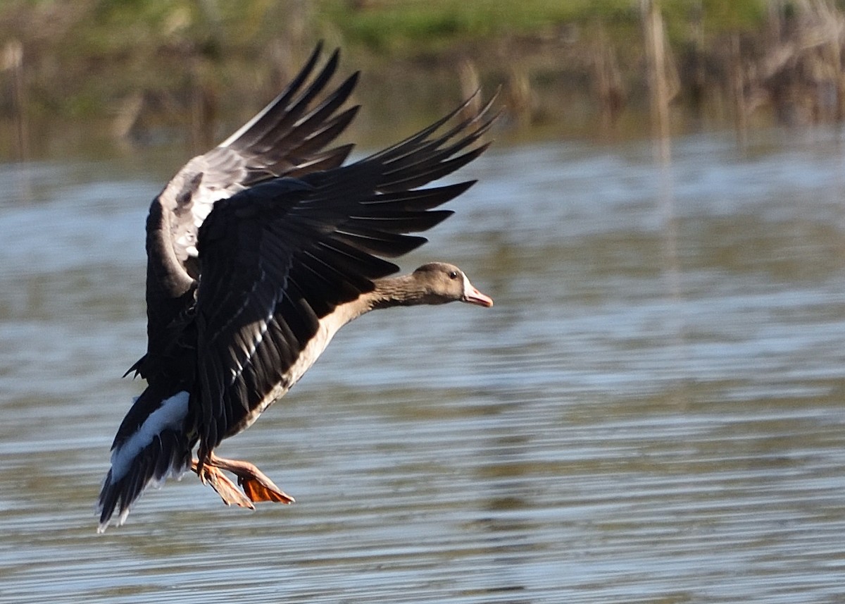 Greater White-fronted Goose - ML418364371