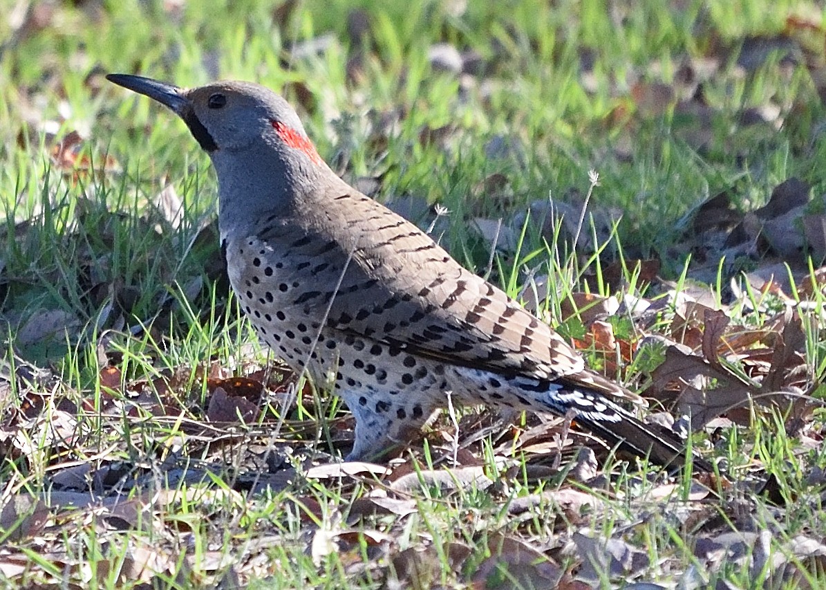 Northern Flicker (Yellow-shafted x Red-shafted) - ML418365571