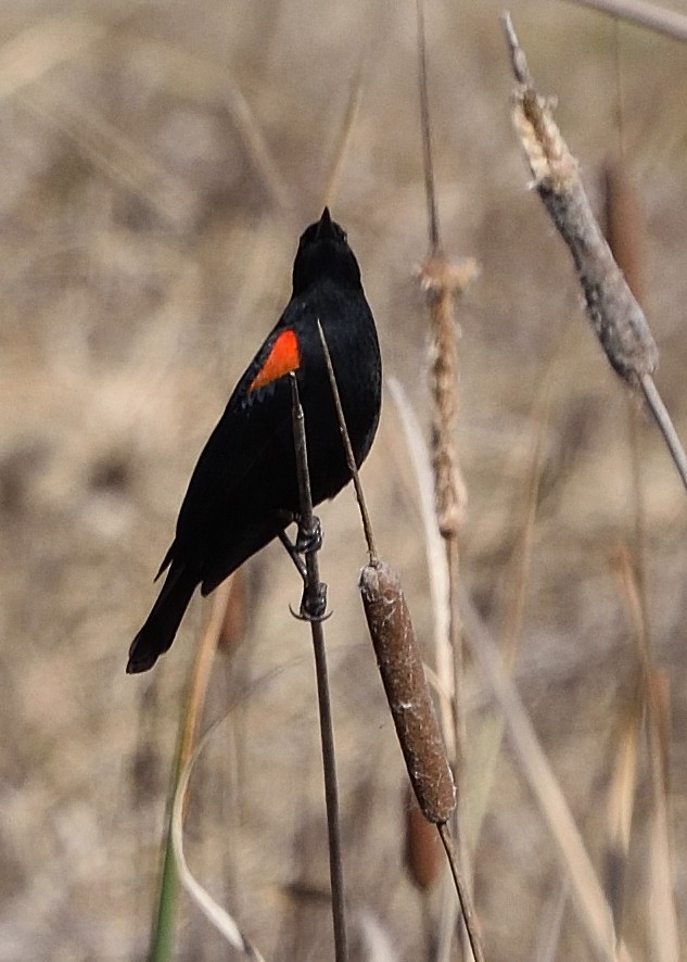 Red-winged Blackbird - ML418365631