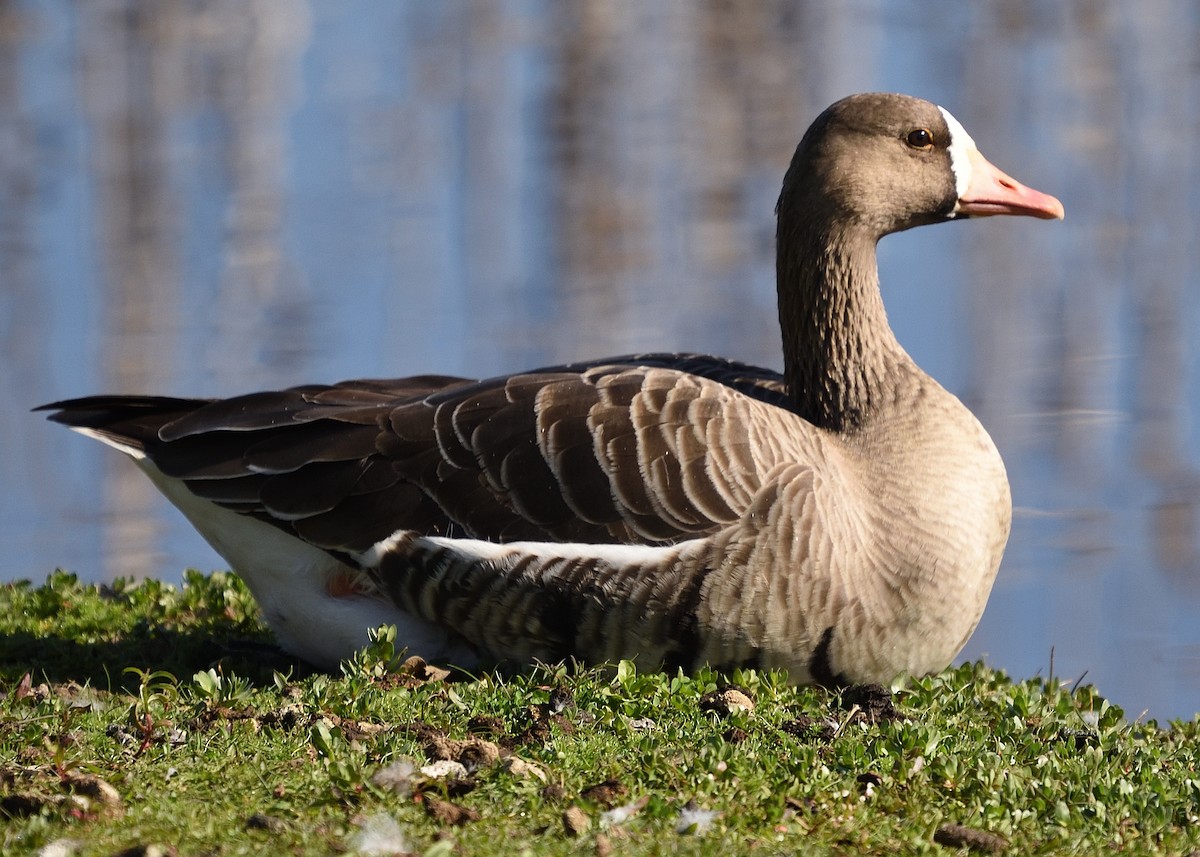 Greater White-fronted Goose - ML418366411