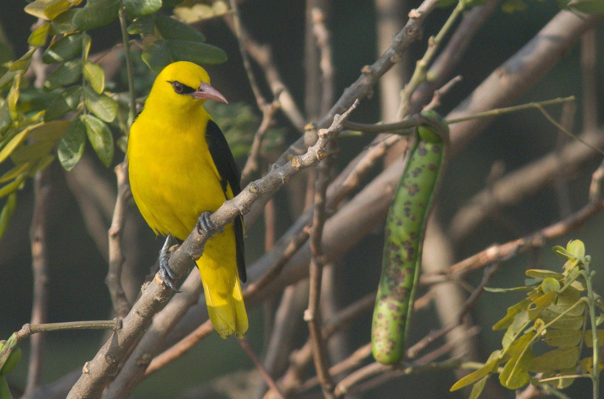 Indian Golden Oriole - ML418369261