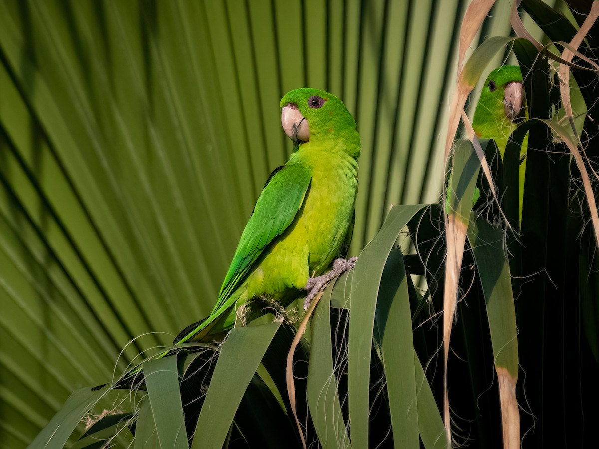 Green Parakeet Psittacara holochlorus Birds of the World