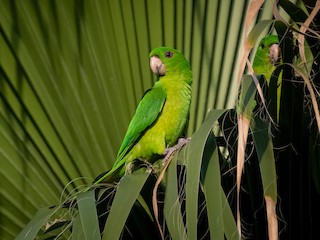  - Green Parakeet