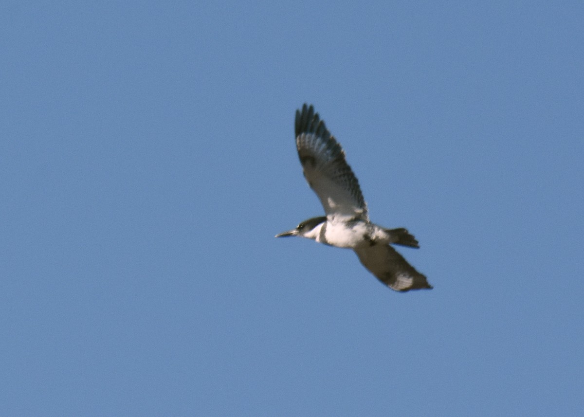 Belted Kingfisher - ML418380421