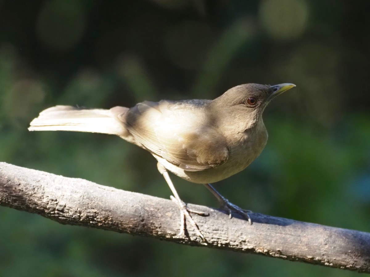 Clay-colored Thrush - Gabriel Willow