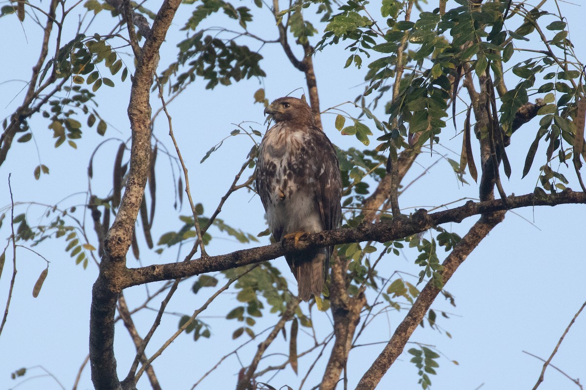 Red-tailed Hawk (jamaicensis) - R M