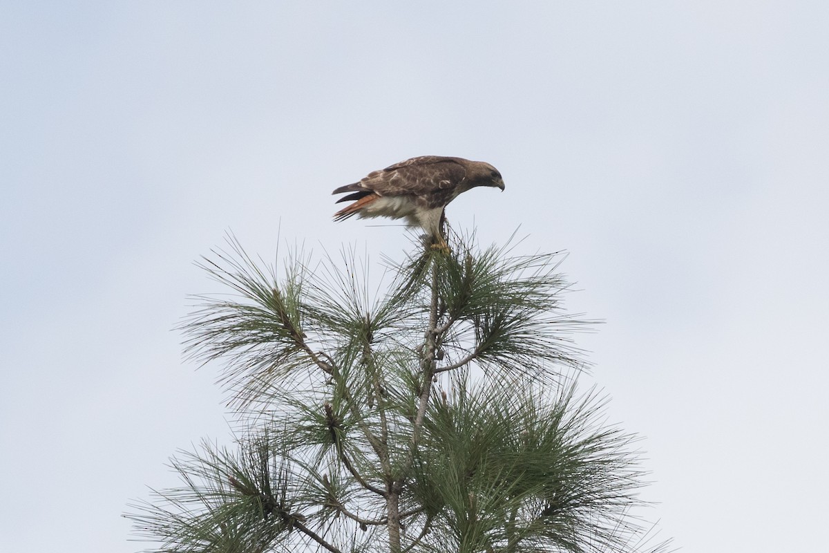 Red-tailed Hawk (jamaicensis) - ML418391021