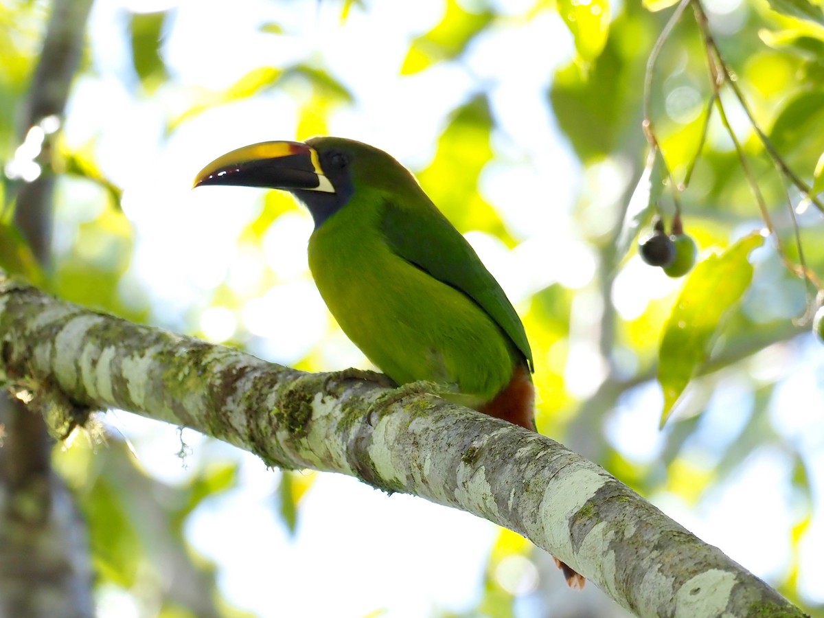 Northern Emerald-Toucanet - Gabriel Willow