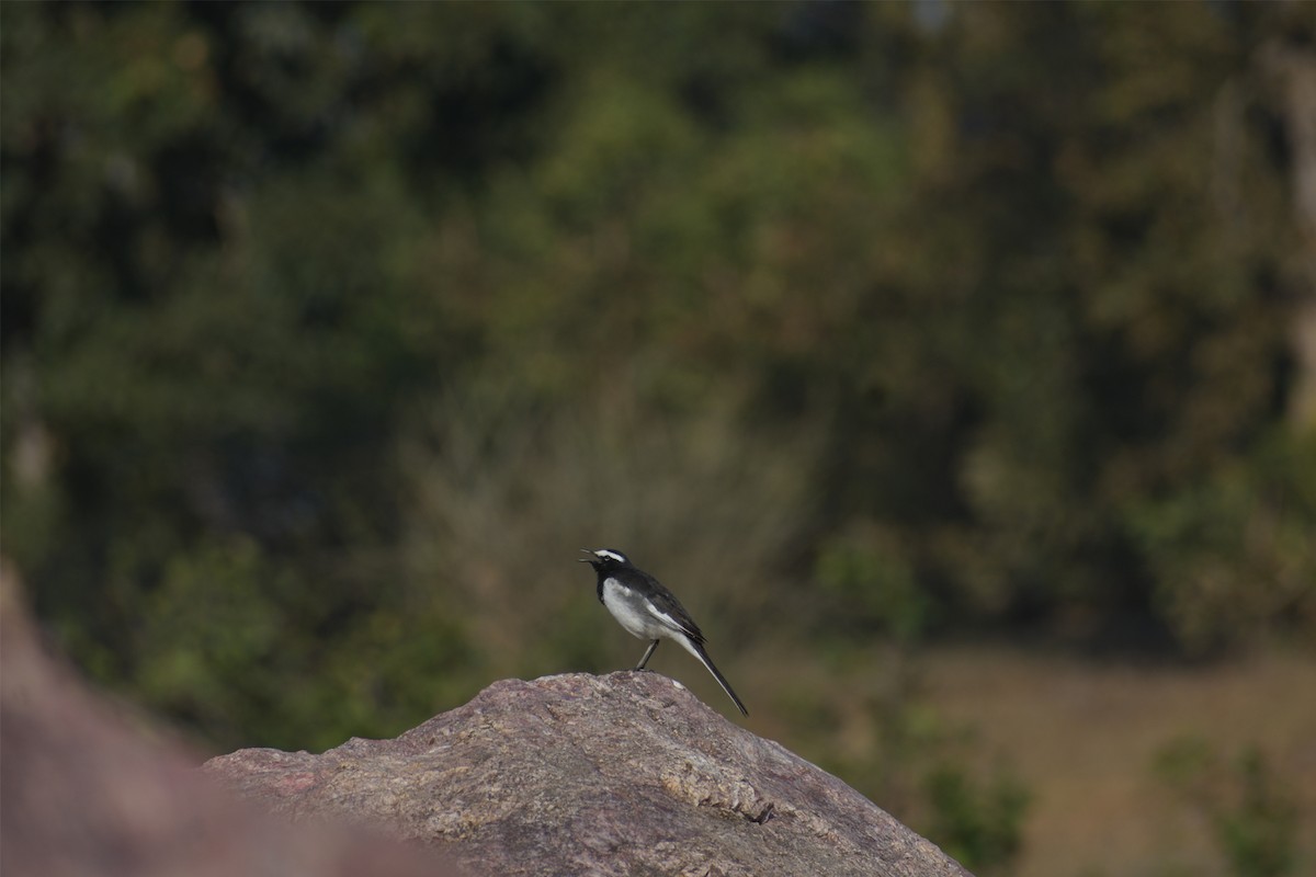 White-browed Wagtail - ML418393321
