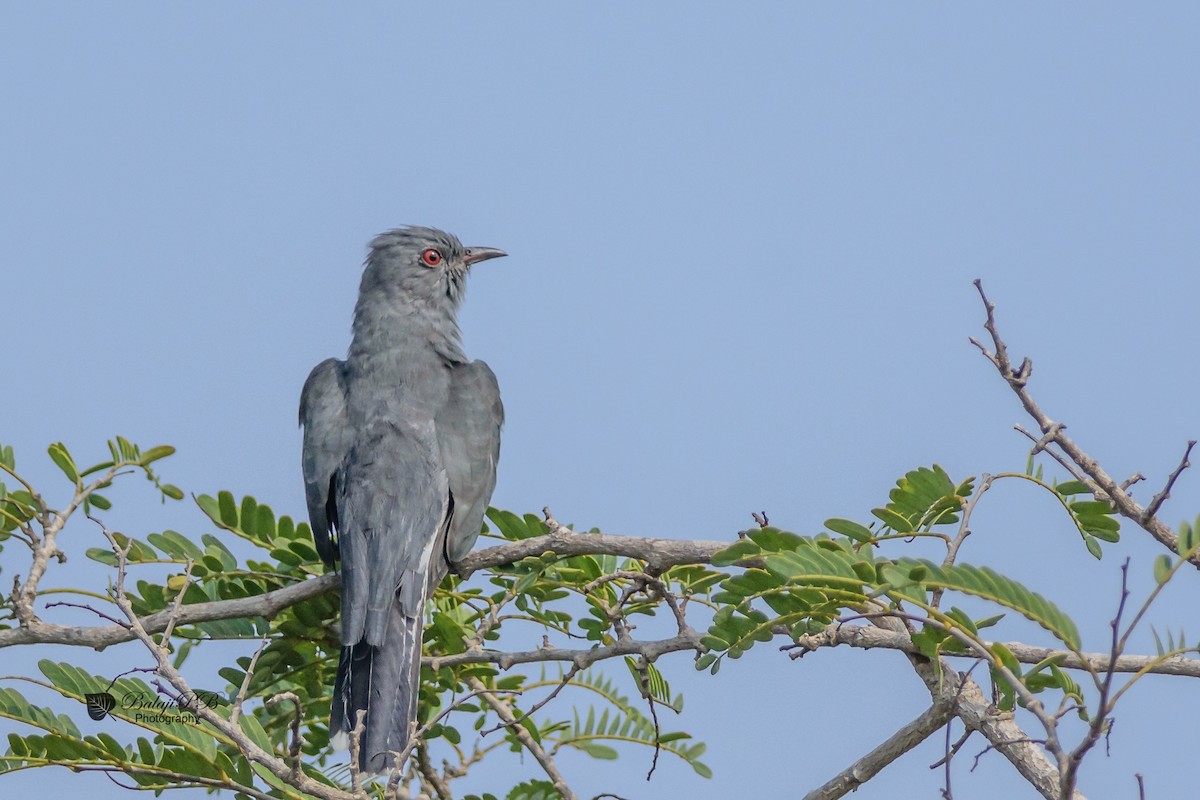 Gray-bellied Cuckoo - Balaji P B