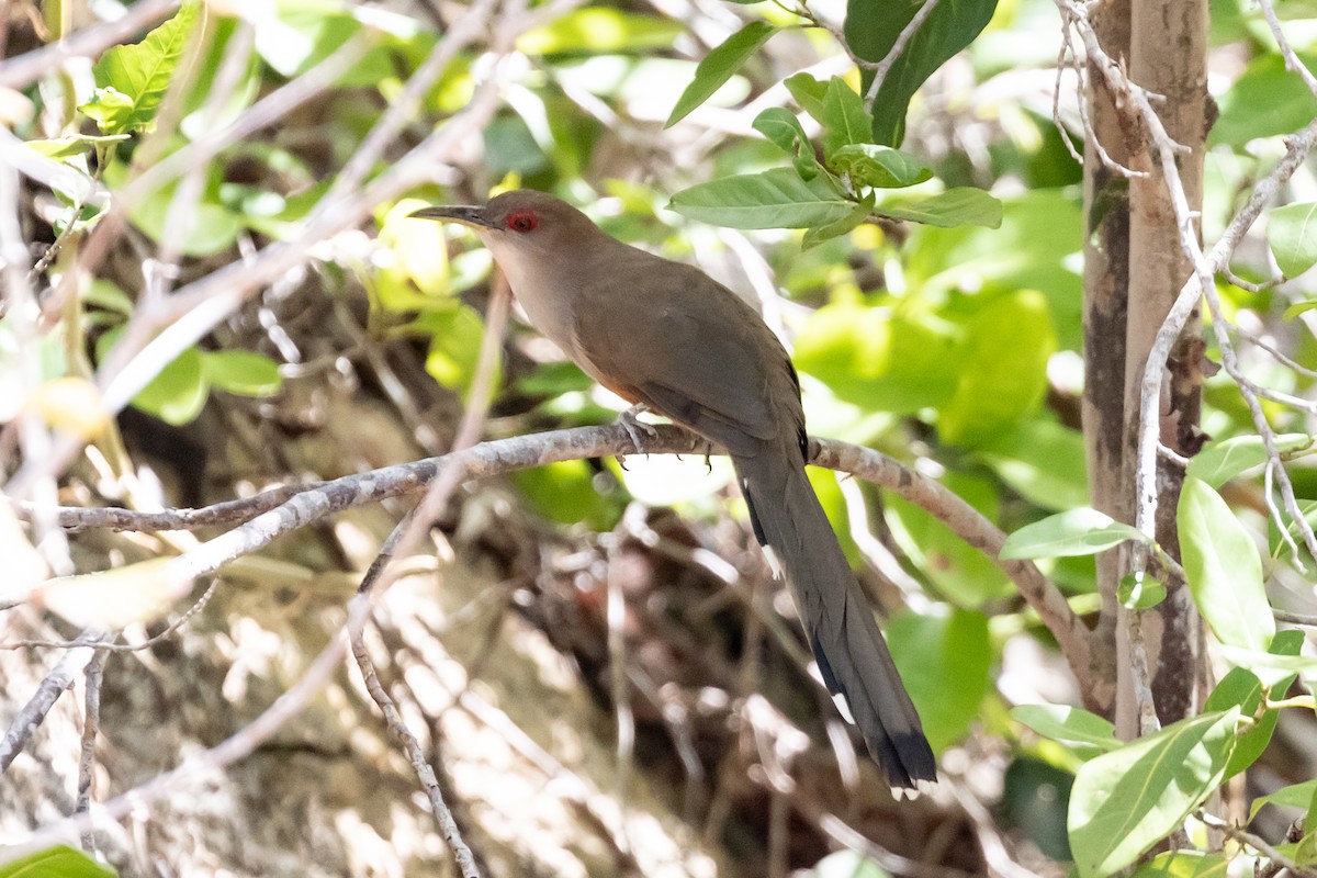 Puerto Rican Lizard-Cuckoo - ML418394641