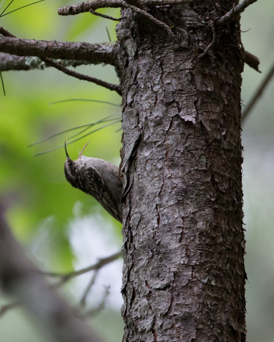 Bar-tailed Treecreeper - Ian Davies