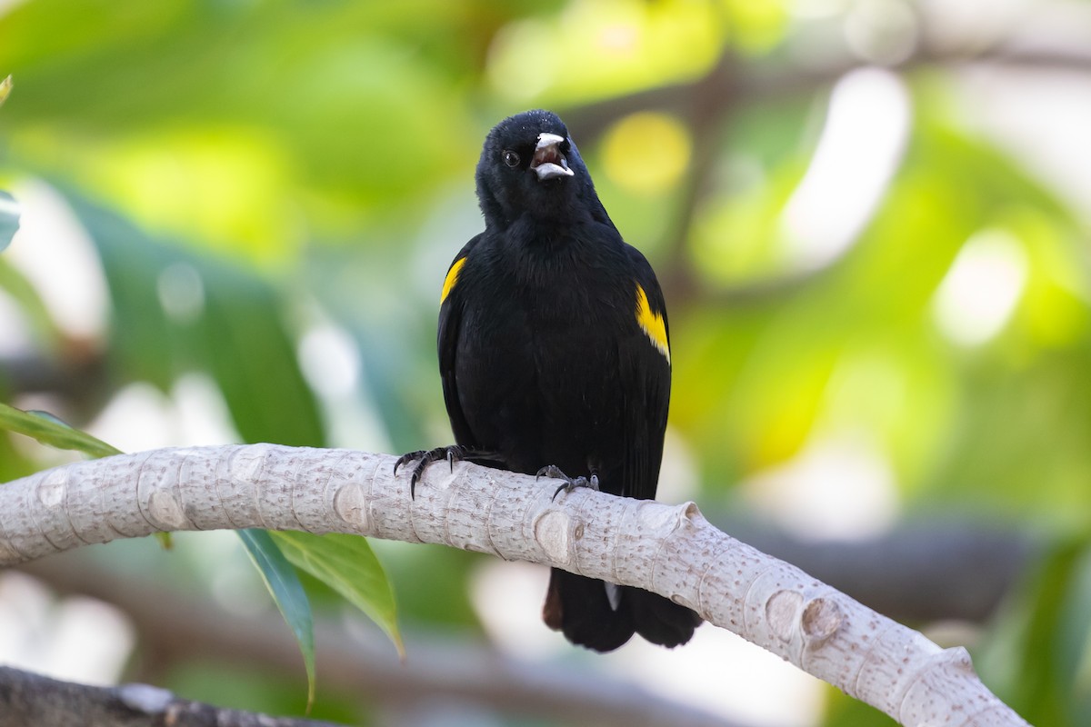 Yellow-shouldered Blackbird - ML418396391