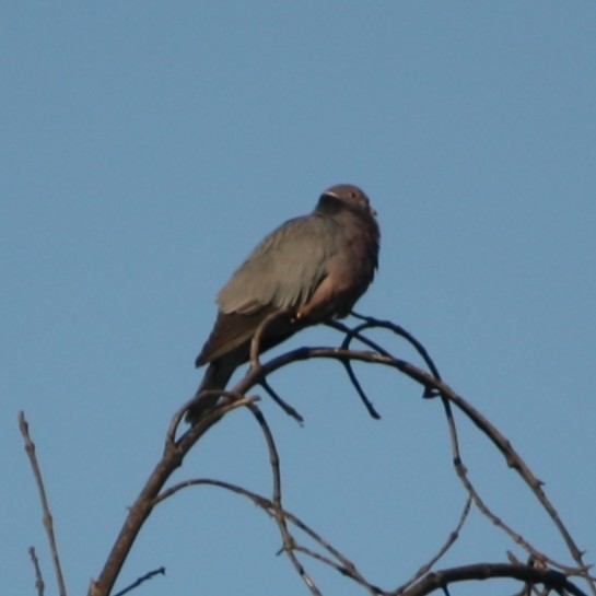 Band-tailed Pigeon - ML418397771
