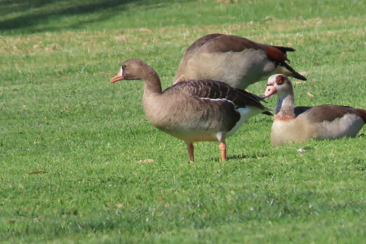 Greater White-fronted Goose - ML418402931