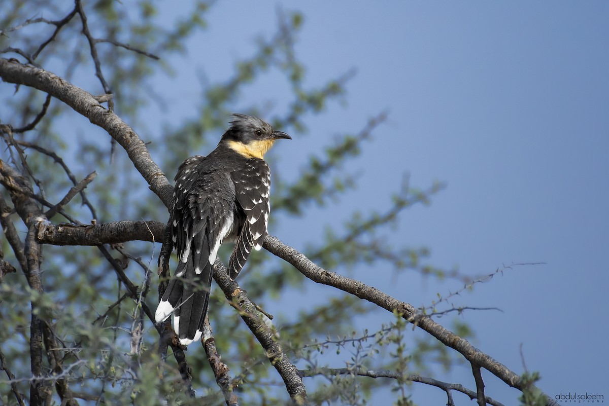 Great Spotted Cuckoo - ML418407081