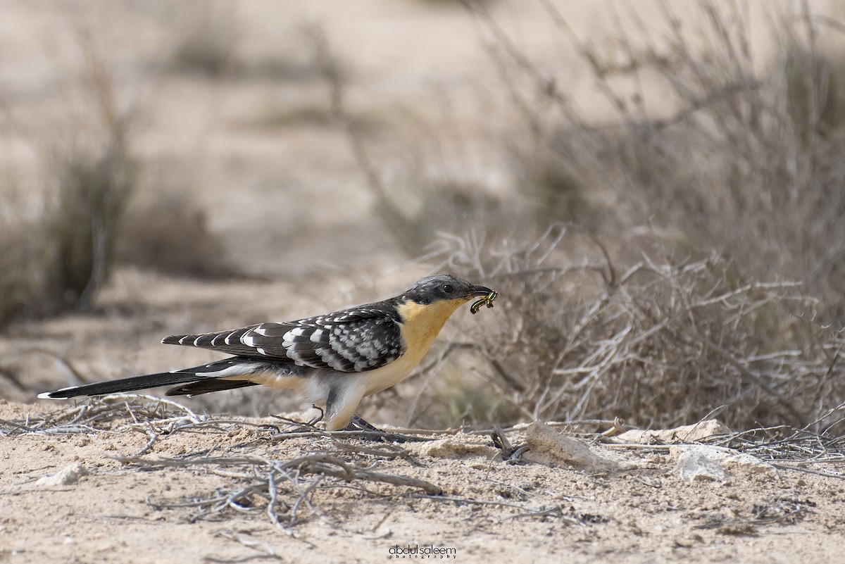 Great Spotted Cuckoo - ML418407101