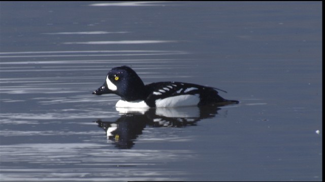  - Barrow's Goldeneye