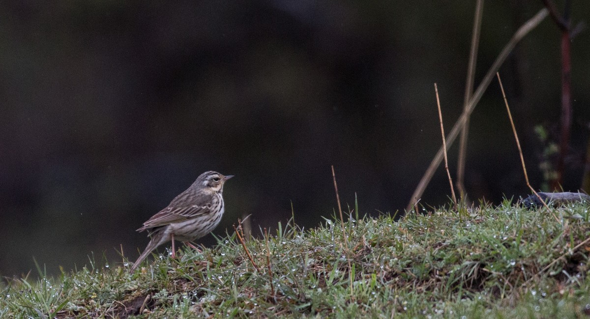 Olive-backed Pipit - ML41841891